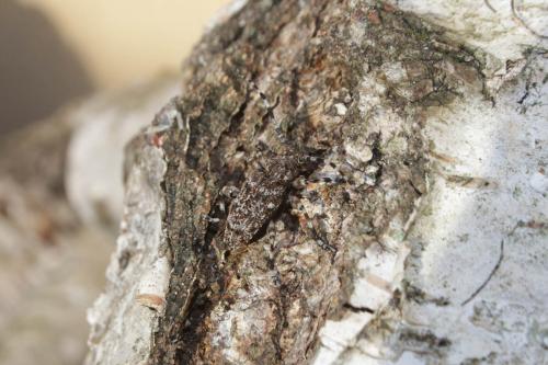Réf. 261 550 : Aegomorphus clavipes
